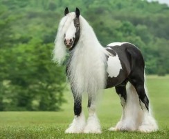 10 животных, которые обладают потрясающей шерстью