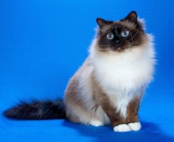 Кошки каких пород смогут ужиться с собакой в одной квартире