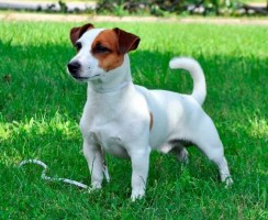 6 собак, которые могут проявить агрессию совершенно внезапно