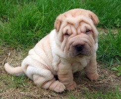 8 самых древних пород собак, которые больше тысячи лет живут рядом с человеком