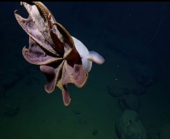 11 самых странных живых существ, которые живут на дне Марианской впадины