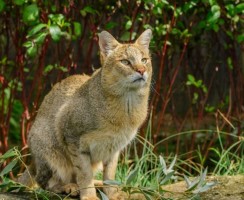 5 опасных пород кошек, с которыми не стоит жить в одной квартире