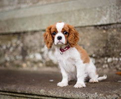 11 пород собак с самой красивой шерстью