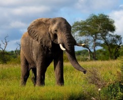 Им подушка ни к чему: 10 животных, которые почти или совсем не спят