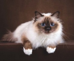 Какие кошки характером и поведением сильно напоминают собак