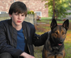 13 фильмов о собаках, которые вдохновляют на покупку щенка