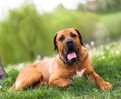 12 пород собак, которым неведомо чувство страха