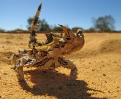 10 самых колючих животных на планете