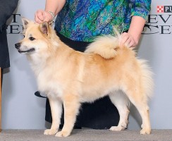 Исландская собака — преданный спутник человека