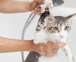 Как правильно помыть кота