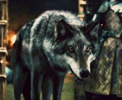 Какая порода собак снималась в «Игре престолов»