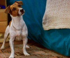 Какая порода собаки в фильме «Маска»