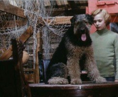 Какая порода собаки в фильме «Приключения Электроника»