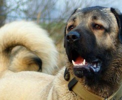 Кангал (фото): Мощный и грациозный друг человека