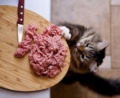 Коты-воришки — ловкость лап и никакого мошенничества