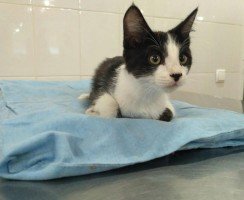 Что делать, если у кота выпадает шерсть и образуются проплешины