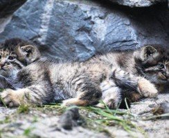 Маленьких манулов кормит кошка