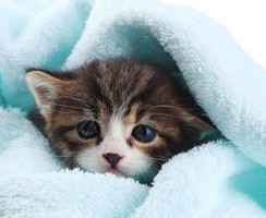 Шампунь для котят от блох: Полезные рекомендации по удалению паразитов