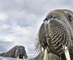 Кому достанется звание лучшего фотографа животного мира