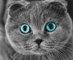 Шотландский вислоухий кот (фото): комок счастья