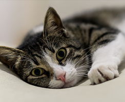 Сколько лет кошке по человеческим меркам: Три основных способа подсчета