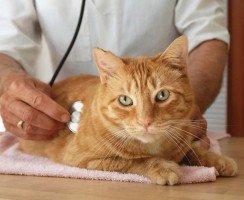 Мочекаменная болезнь у кота: симптомы и лечение, причины, лечение