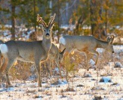 Сибирские охотники наказаны за убийство косуль