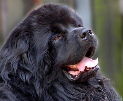 Порода собак ньюфаундленд — верный друг и отважный спасатель (фото): описание, характер, уход