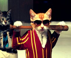 Тест: угадай фильм по котику