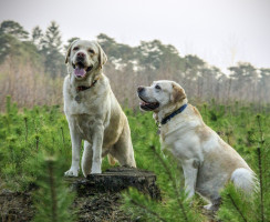 Обзор полнорационного корма для собак Nutro: изучаем состав нового премиум-бренда