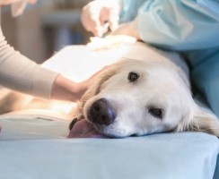 Пиометра у собак: симптоматика, лечение, возможные осложнения