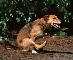 Почему собака ездит на попе