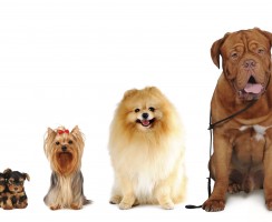 Тест: какая собака мне подходит