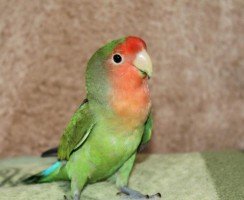 Гоша улетел!