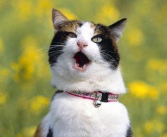 Кошачий ошейник от и до