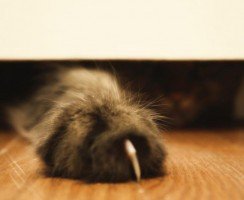 Кошачья когтерезка: всё, что нужно знать