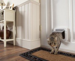 Правильный выбор двери для кошки