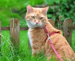 Как выбрать шлейку и поводок для котов и кошек
