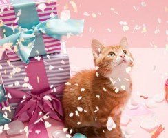 Всемирный день котов и кошек: всё о празднике