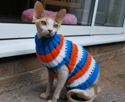 Наряд для кота: как выбрать или сшить самому