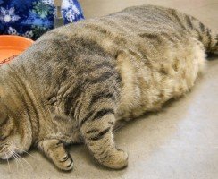 Самые толстые коты и кошки в мире: рейтинг рекордсменов и последствия ожирения