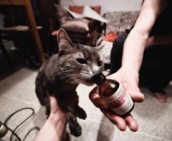 Почему кошки любят валерьянку