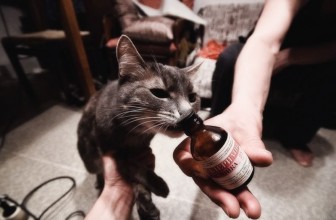 Почему кошки любят валерьянку