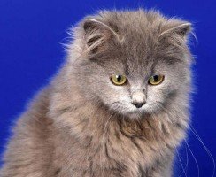 Средняя продолжительность жизни котов и кошек: как сделать питомца долгожителем