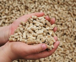 Древесный наполнитель для кошачьего туалета: как выбрать лучший