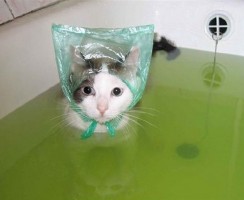Почему кошки боятся воды