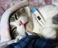 Какая температура у кошки считается нормальной