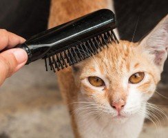 Как выбрать аксессуар для расчёсывания кошки