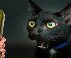 Кот боится огурца: как преодолеть страх