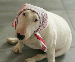 Самая старая собака в мире
